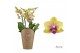Phalaenopsis multifloratypes floriclone spunky Duetto Multi - 4 tak, 6 