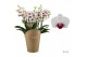 Phalaenopsis multiflora floriclone safe haven Duetto Multi - 4 tak, 60 