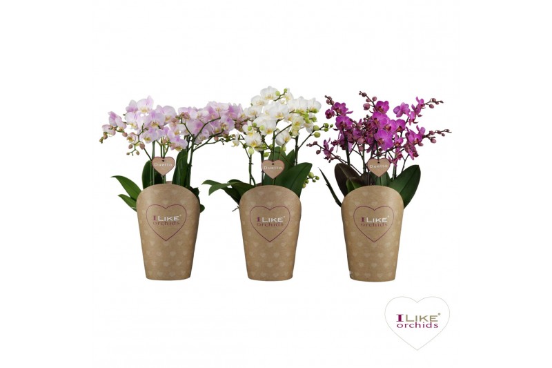 Phalaenopsis multiflora mix Duetto Multi Mix - 4 tak, 60+ bloem Phalaenopsis multiflora mix Duetto Multi Mix - 4 tak, 60+ bloem