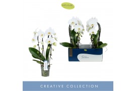 Phalaenopsis anthura madrid 2 tak fontano versailles