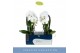 Phalaenopsis anthura madrid 2 tak fontano versailles 