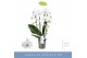 Phalaenopsis anthura madrid 2 tak fontano versailles 