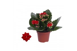 Kalanchoe blossfeldiana rosalina don justino zonder hoes