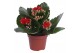 Kalanchoe blossfeldiana rosalina don justino zonder hoes 