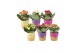 Kalanchoe blossfeldiana rosalina gemengd KP-854.1 - in ijsjes keramiek 