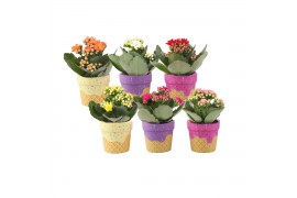 Kalanchoe blossfeldiana rosalina gemengd KP-854.1 - in ijsjes keramiek