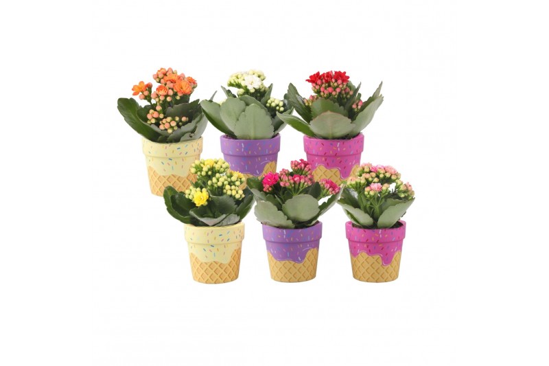 Kalanchoe blossfeldiana rosalina gemengd KP-854.1 - in ijsjes keramiek 