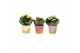 Kalanchoe blossfeldiana rosalina gemengd KP-854.1 - in ijsjes keramiek 