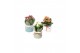 Kalanchoe blossfeldiana rosalina gemengd KP-772.1 - in trendy keramiek 