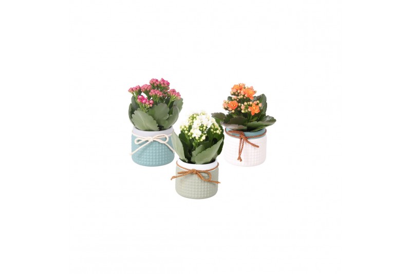 Kalanchoe blossfeldiana rosalina gemengd KP-772.1 - in trendy keramiek Kalanchoe blossfeldiana rosalina gemengd KP-772.1 - in trendy keramiek