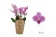 Phalaenopsis floriclone friday flirt Duetto Multi - 4 tak, 60+ bloem 