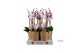 Phalaenopsis roze Duetto Combitray 