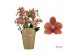 Phalaenopsis multiflora sunset love Duetto Multi - 4 tak, 60+ bloem 
