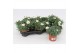 Argyranthemum frutescens la rita white Margriet Frutescens White,15 cm 