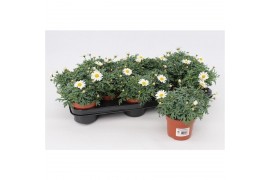 Argyranthemum frutescens la rita white Margriet Frutescens White,15 cm