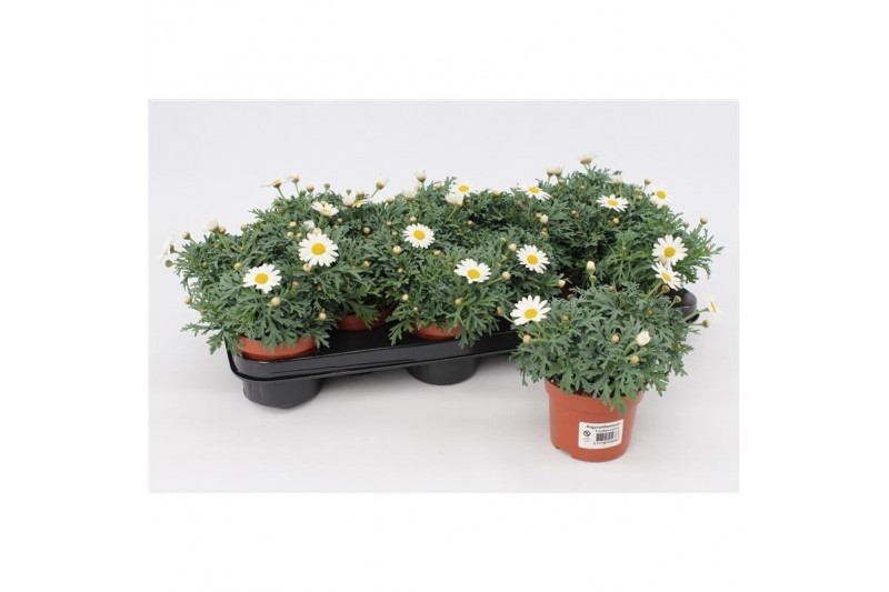 Argyranthemum frutescens la rita white Margriet Frutescens White,15 cm 