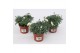 Argyranthemum frutescens la rita white Margriet Frutescens White,15 cm 