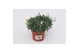 Argyranthemum frutescens la rita white Margriet Frutescens White,15 cm 