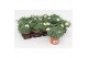 Argyranthemum frutescens la rita white Margriet Frutescens White,15 cm 