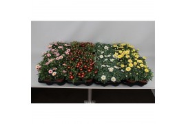 Argyranthemum mixkar Margriet Frutescens Mix Trolley,15 cm diameter,di