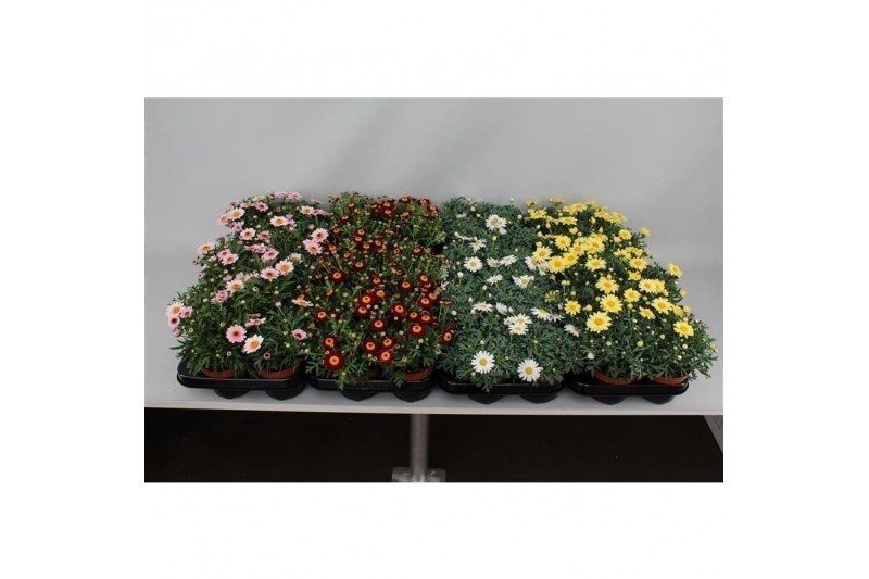 Argyranthemum mixkar Margriet Frutescens Mix Trolley,15 cm diameter,di 