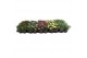 Margriet frutescens mix layer 15 cm diameter,diverse kleuren 