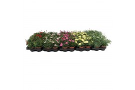 Margriet frutescens mix layer 15 cm diameter,diverse kleuren