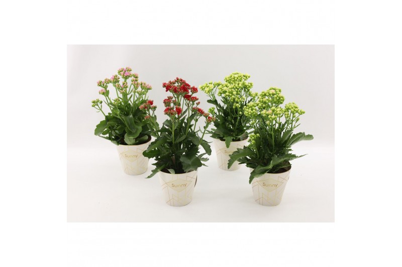 Kalanchoe sunny mix 