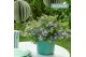 Campanula blue star hangpot in kraft 