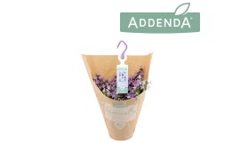 Campanula posch. adansa pink Hangpot in kraft