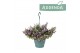 Campanula posch. adansa pink Hangpot 