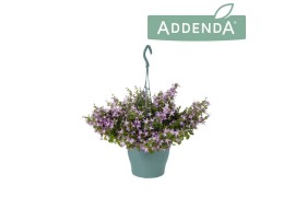 Campanula posch. adansa pink Hangpot