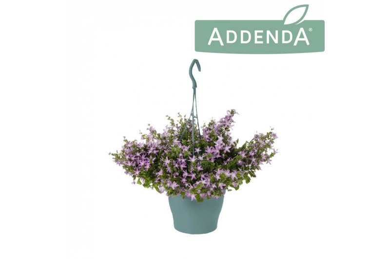 Campanula posch. adansa pink Hangpot 