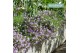 Campanula posch. adansa pink Hangpot 