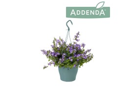 Campanula posch. adansa purple Hangpot
