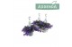 Campanula posch. adansa purple Hangpot 