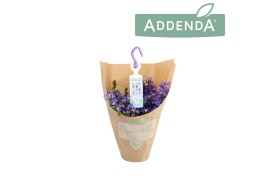 Campanula adansa purple hangpot in kraft