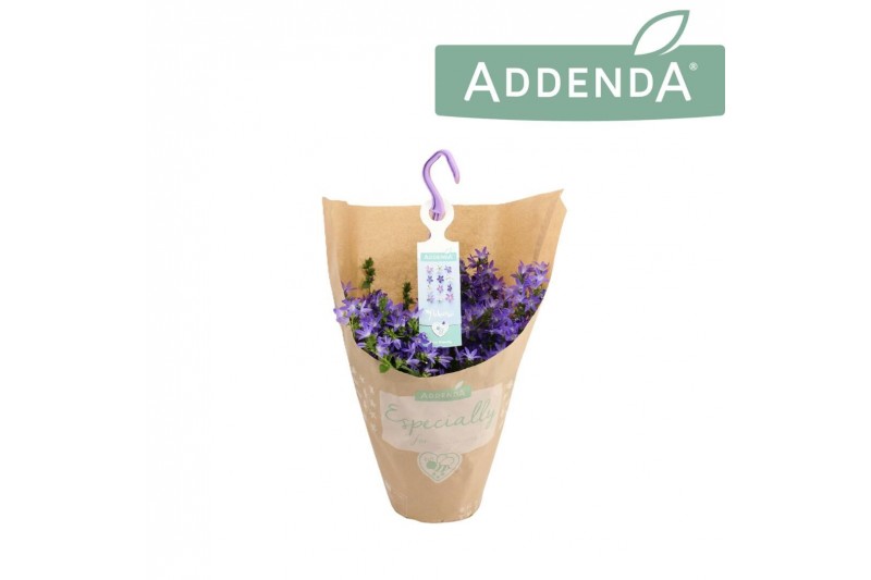 Campanula adansa purple hangpot in kraft 