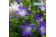 Campanula adansa purple hangpot in kraft 