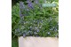 Campanula adansa purple hangpot in kraft 