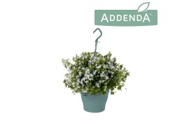Campanula posch. adansa white Hangpot