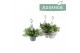 Campanula posch. adansa white Hangpot 