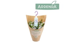 Campanula posch. adansa white hangpot in kraft