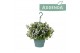 Campanula posch. adansa white hangpot in kraft 