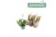 Campanula posch. adansa white hangpot in kraft 