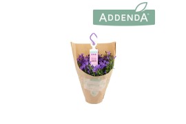 Campanula port. addenda Hangpot in Kraft