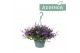 Campanula port. addenda Hangpot in Kraft 