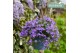 Campanula port. addenda Hangpot in Kraft 
