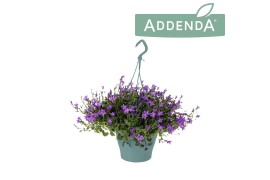 Campanula port. addenda Napoli Decorum Patio Pot TC