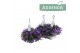 Campanula port. addenda Napoli Decorum Patio Pot TC 